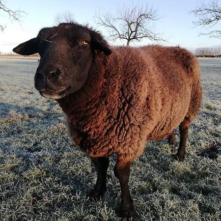 'T Pekelhuis - Vakantiehuisje Op Boerderij Huize Blokland Hem Zewnętrze zdjęcie