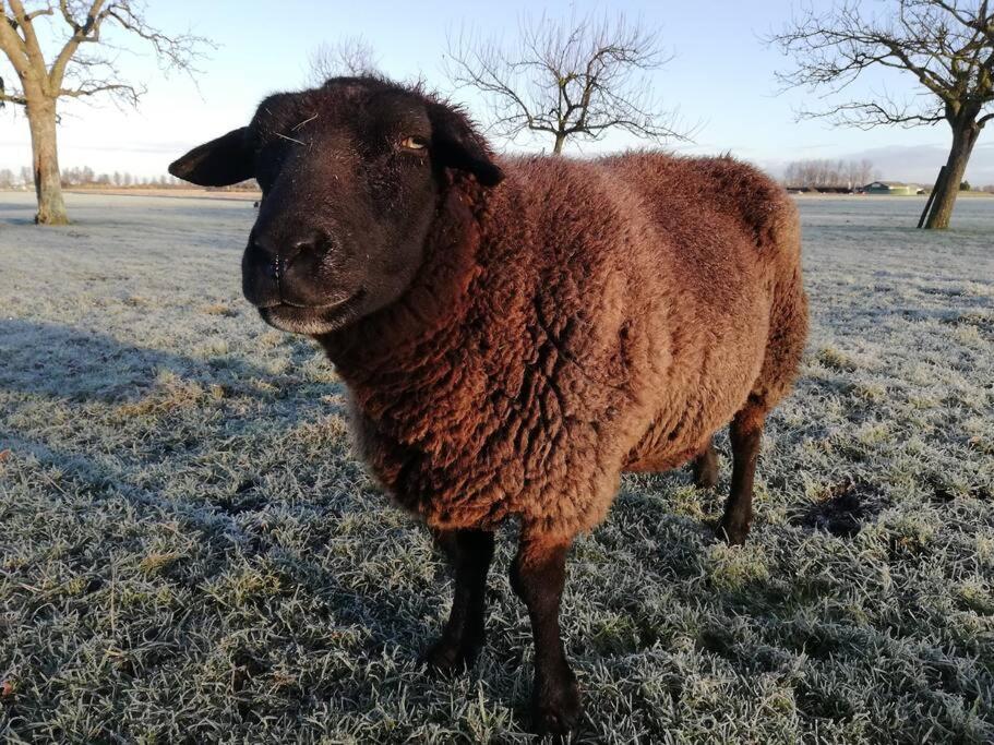 'T Pekelhuis - Vakantiehuisje Op Boerderij Huize Blokland Hem Zewnętrze zdjęcie