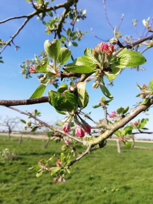 'T Pekelhuis - Vakantiehuisje Op Boerderij Huize Blokland Hem Zewnętrze zdjęcie